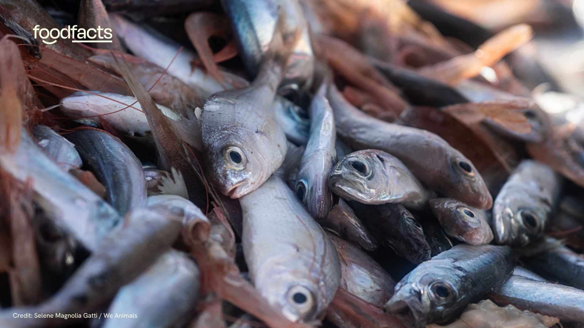 Hundreds of fish are caught whilst fishing