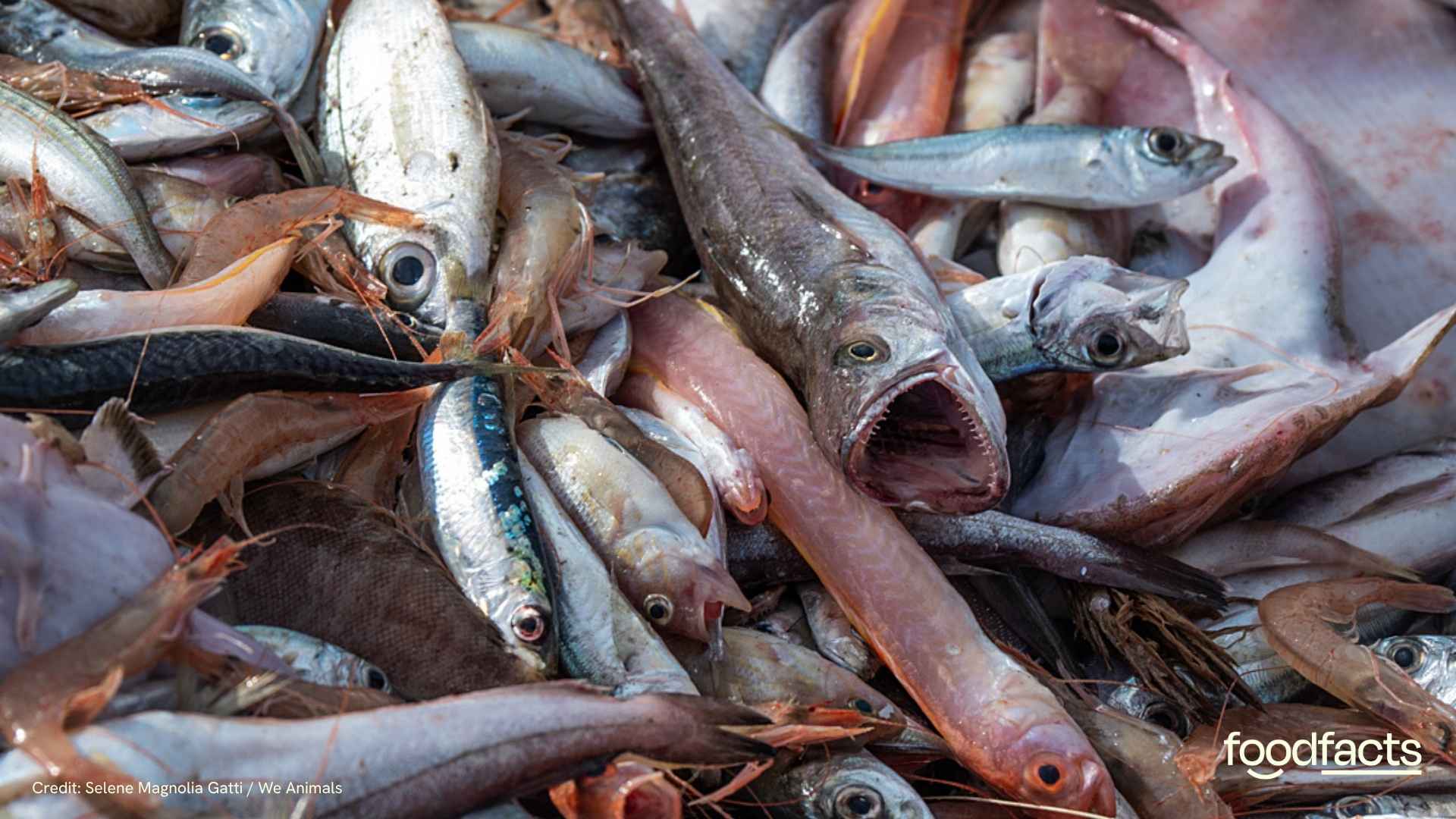 Hundreds of fish are caught whilst fishing