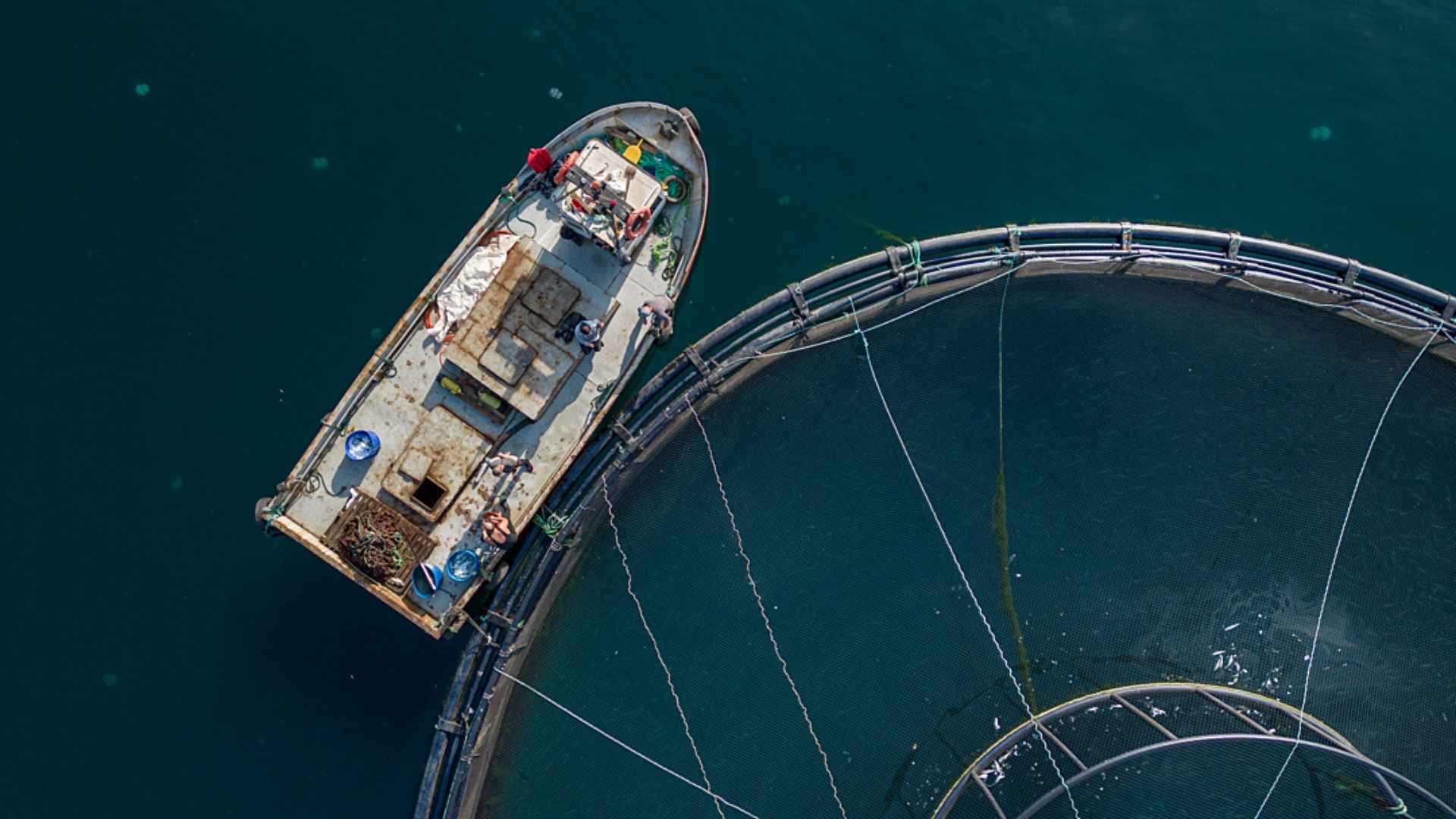 A fish farm vessel sits docked beside a floating net cage. Fish regularly die inside the farm cages due to the living conditions inside, and workers, including divers, collect these animals daily. Most are thrown back into the sea, while some are transferred onto the boat. 