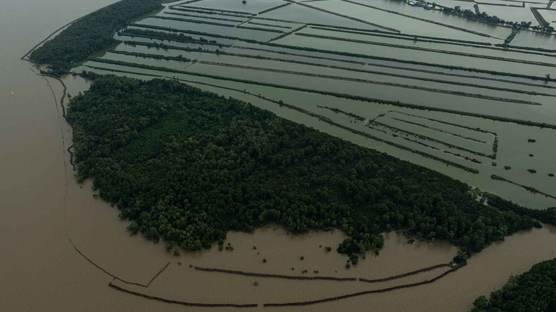 Aerial view of a small remaining coastal forest dominated by several aquaculture farms near a river mouth at twilight. Coastal mangrove forests have been destroyed with the expansion of the aquaculture industry .