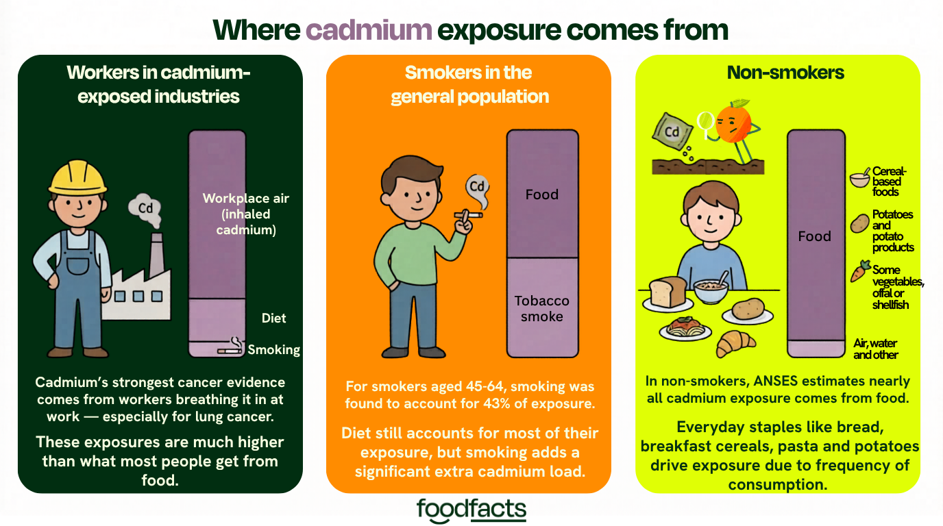 A graphic showing the different routes of cadmium exposure