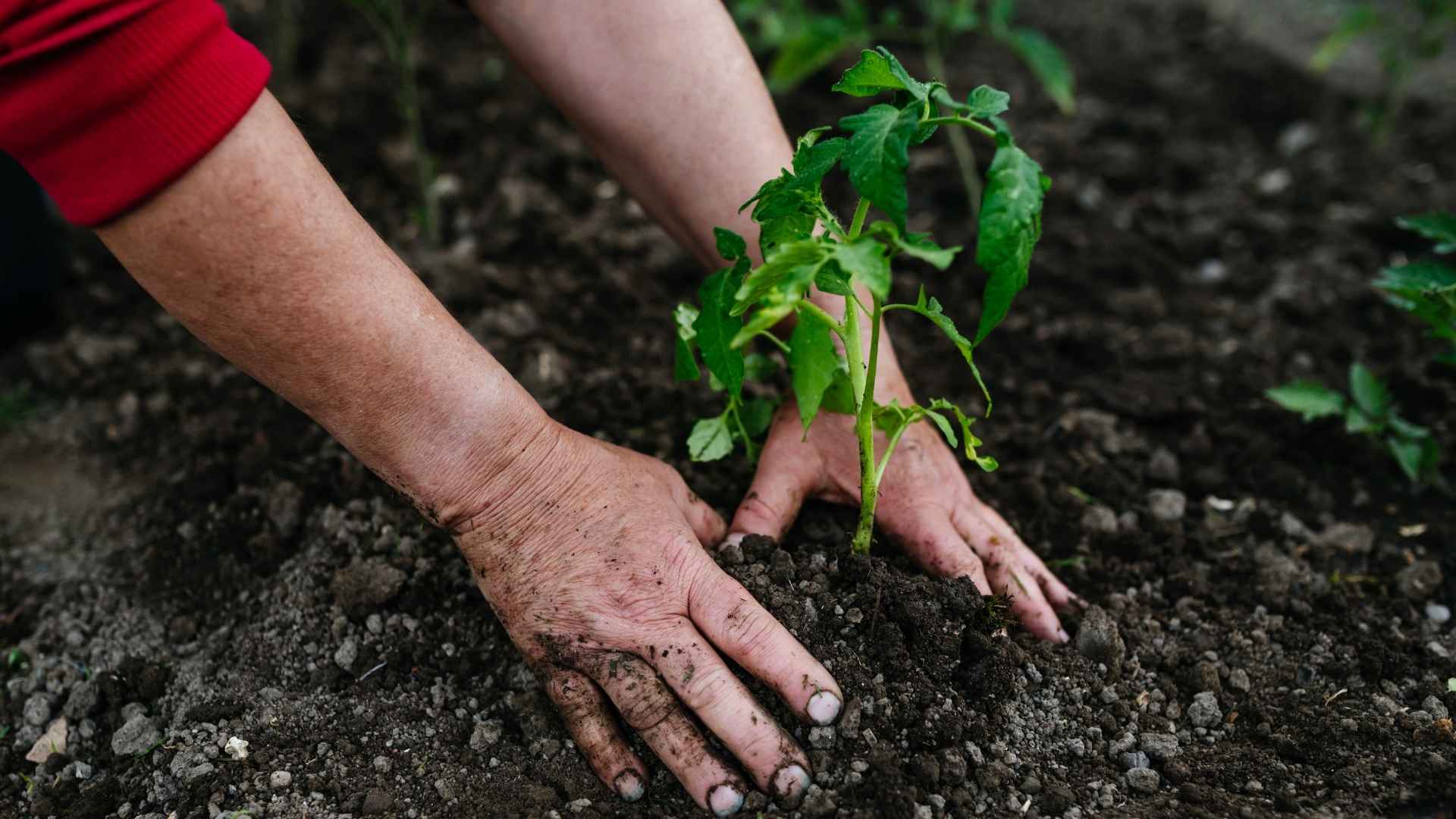A person plants a crop in some soil