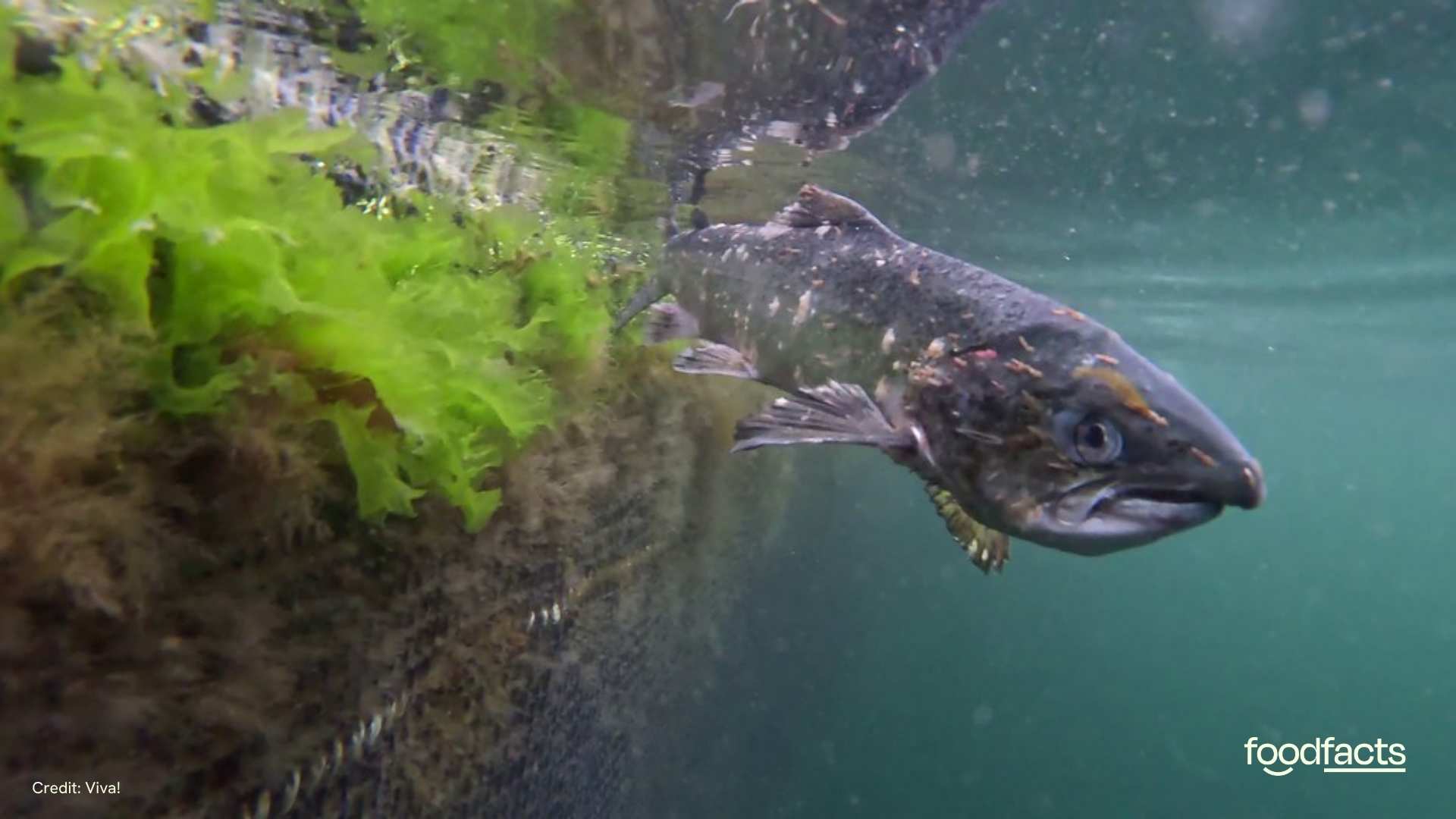 A salmon swims in a dirty barren fish farm