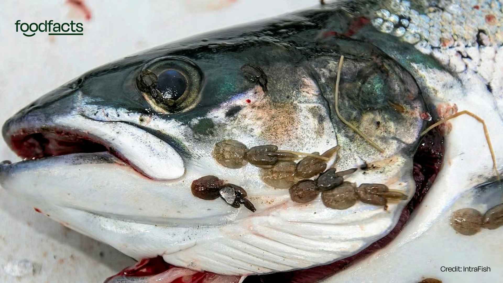 A salmon suffers from multiple sea lice on its face and body