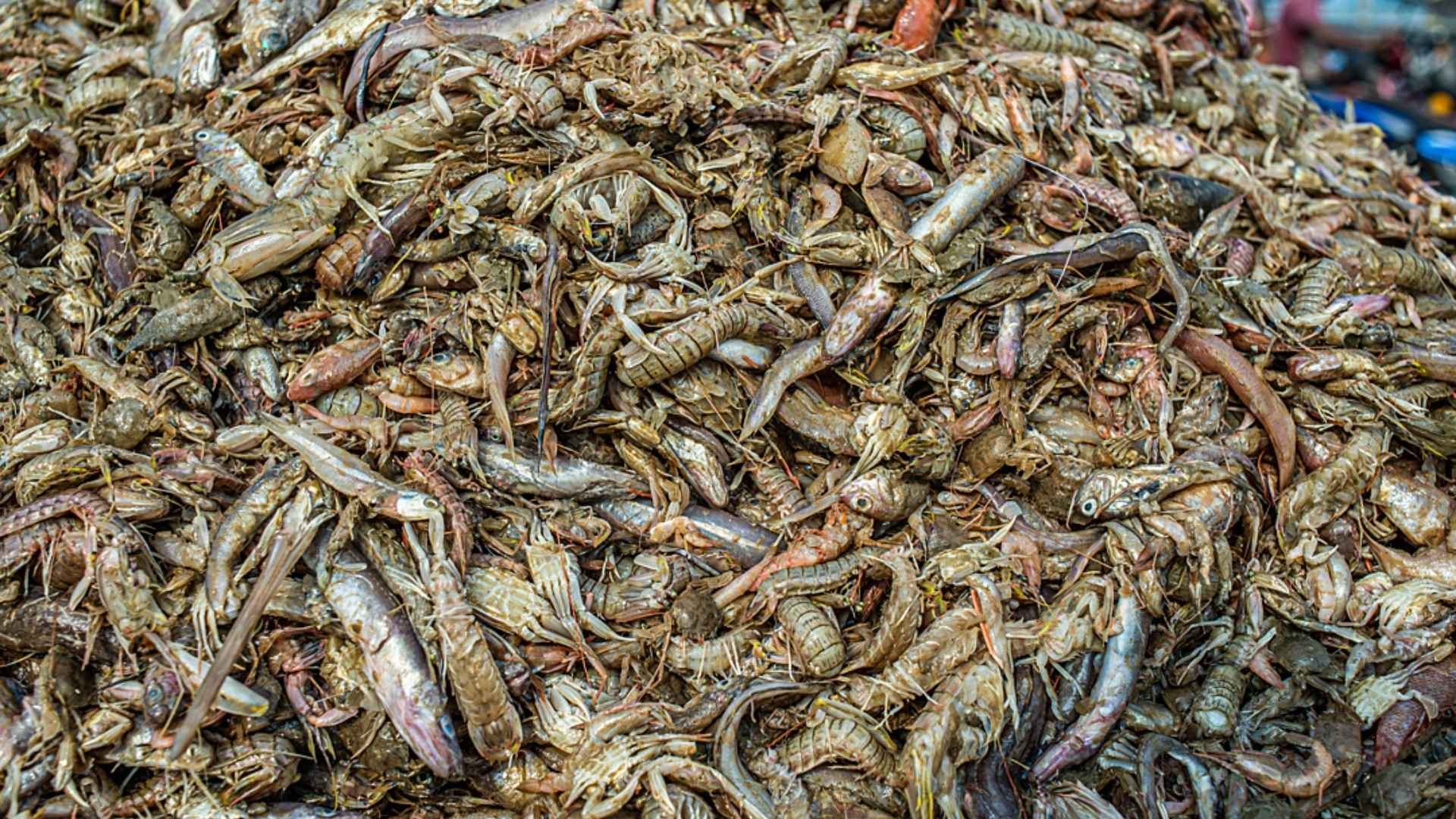 A large amount of fish are caught in the sea to feed fish in fish farms
