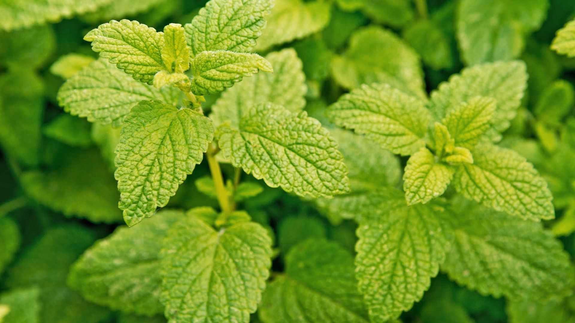 Lemon balm growing in a garden