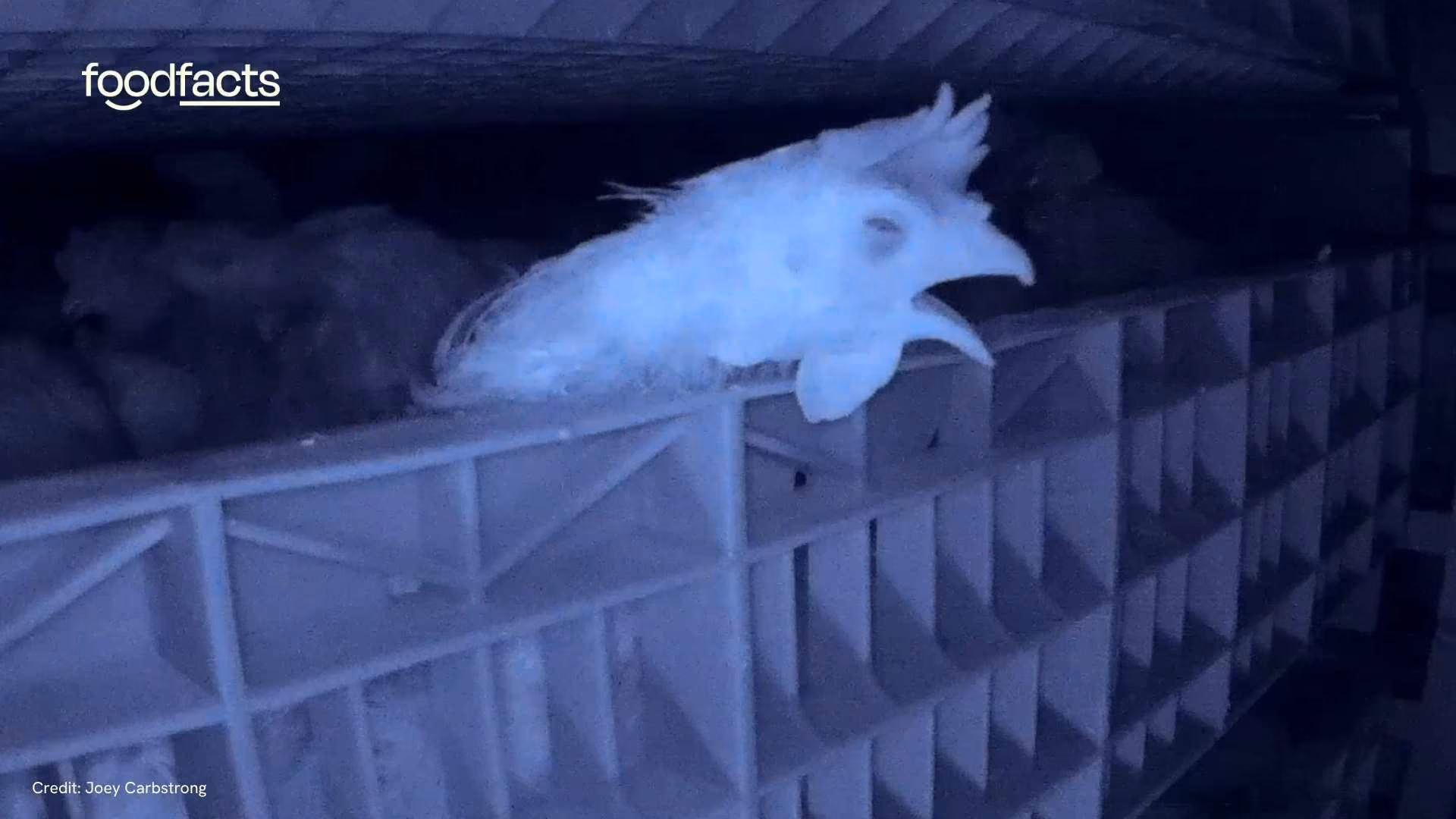 Chickens struggling to breathe whilst in a controlled atomsphere stunning machine