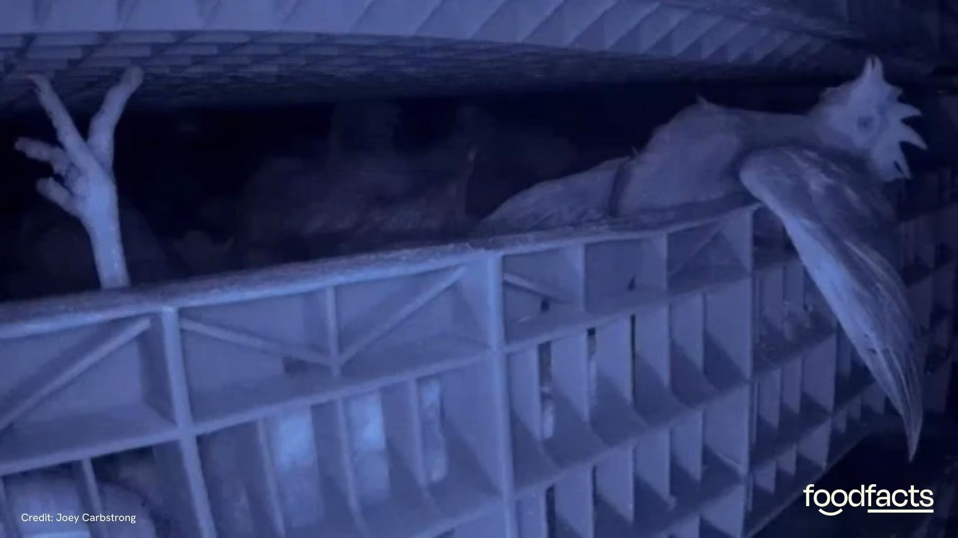Chickens struggling to breathe whilst in a controlled atomsphere stunning machine