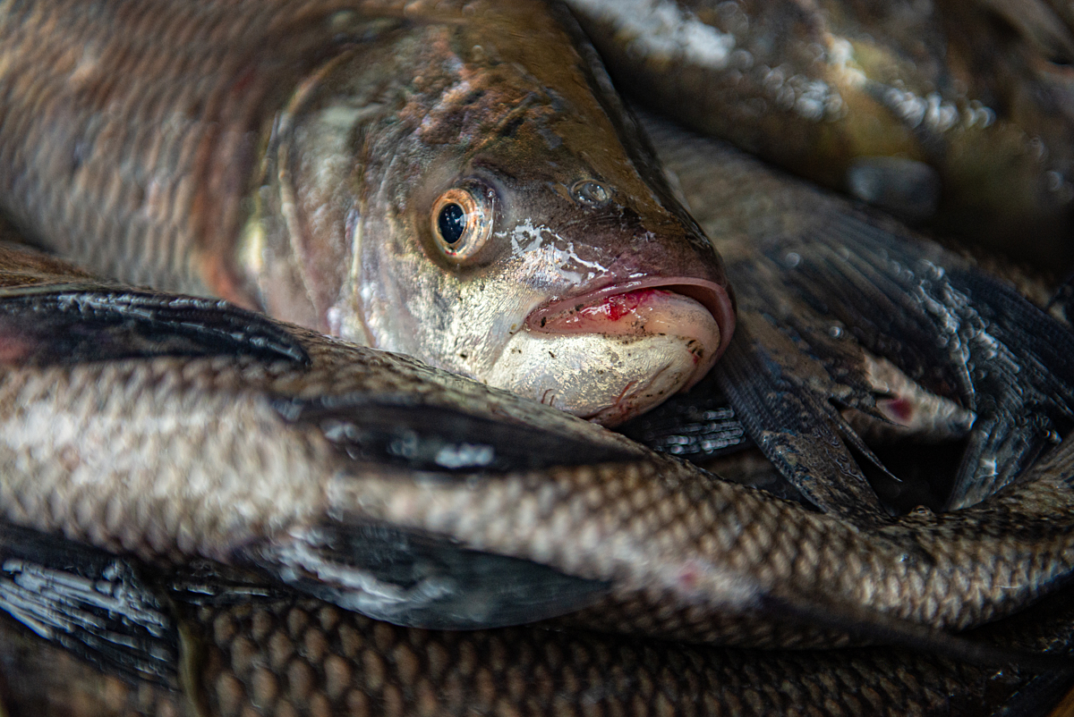  A live fish with an injured lip lies in a crowded basket at a wholesale fish auction market. Harvested fish are not slaughtered before reaching the market, often remaining alive for hours. At the market, they struggle and writhe in crates, weigh scales, and carry bags, with many exhibiting cuts, missing scales, damaged eyes or other signs of trauma from rough handling. Akividu Wholesale Fish Market, Eluru, Andhra Pradesh, India, 2023. Shatabdi Chakrabarti / FIAPO / We Animals