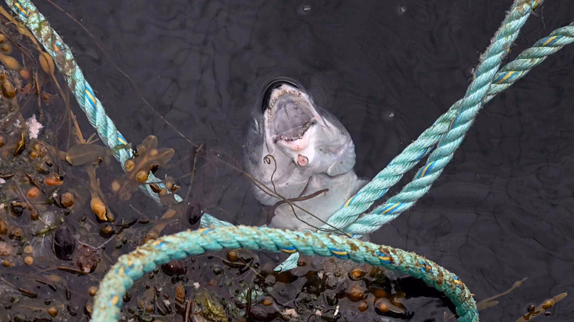 A dead Atlantic salmon, their face appearing to look up from beneath the water's surface, floats inside a salmon farm sea cage. 