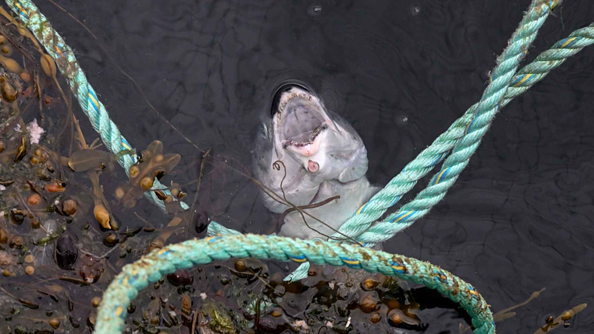 A dead Atlantic salmon, their face appearing to look up from beneath the water's surface, floats inside a salmon farm sea cage. 