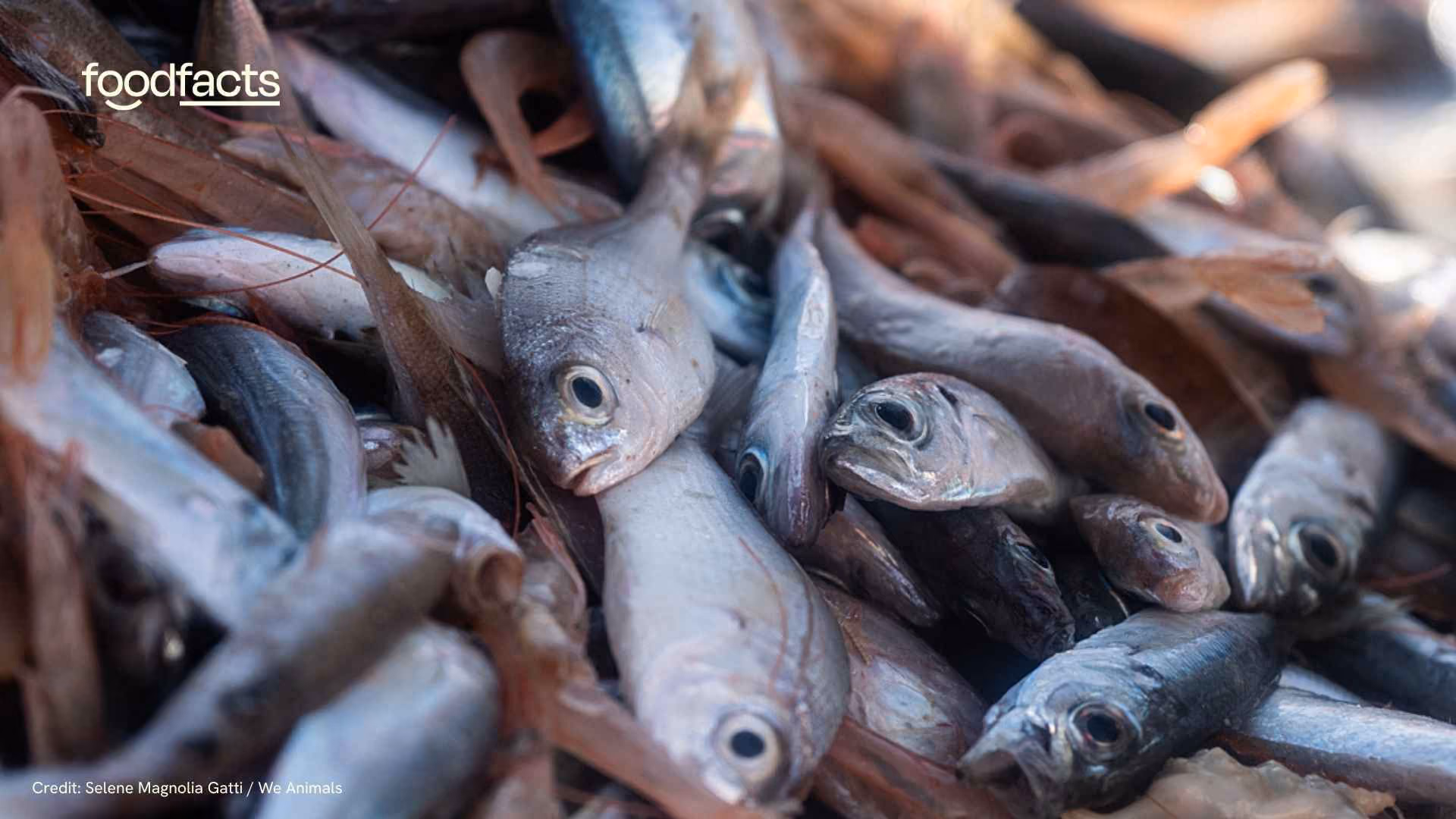Hundreds of fish are caught whilst fishing
