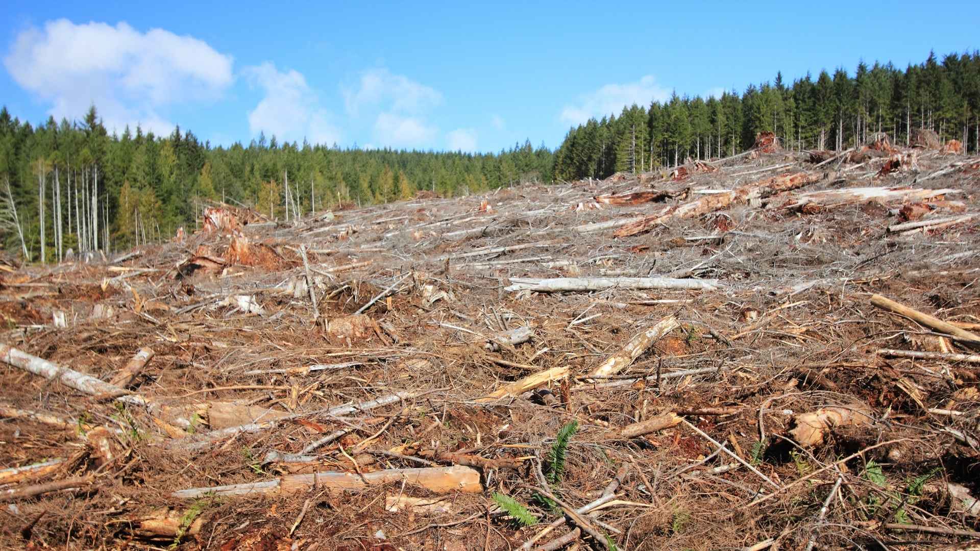 A deforested forest