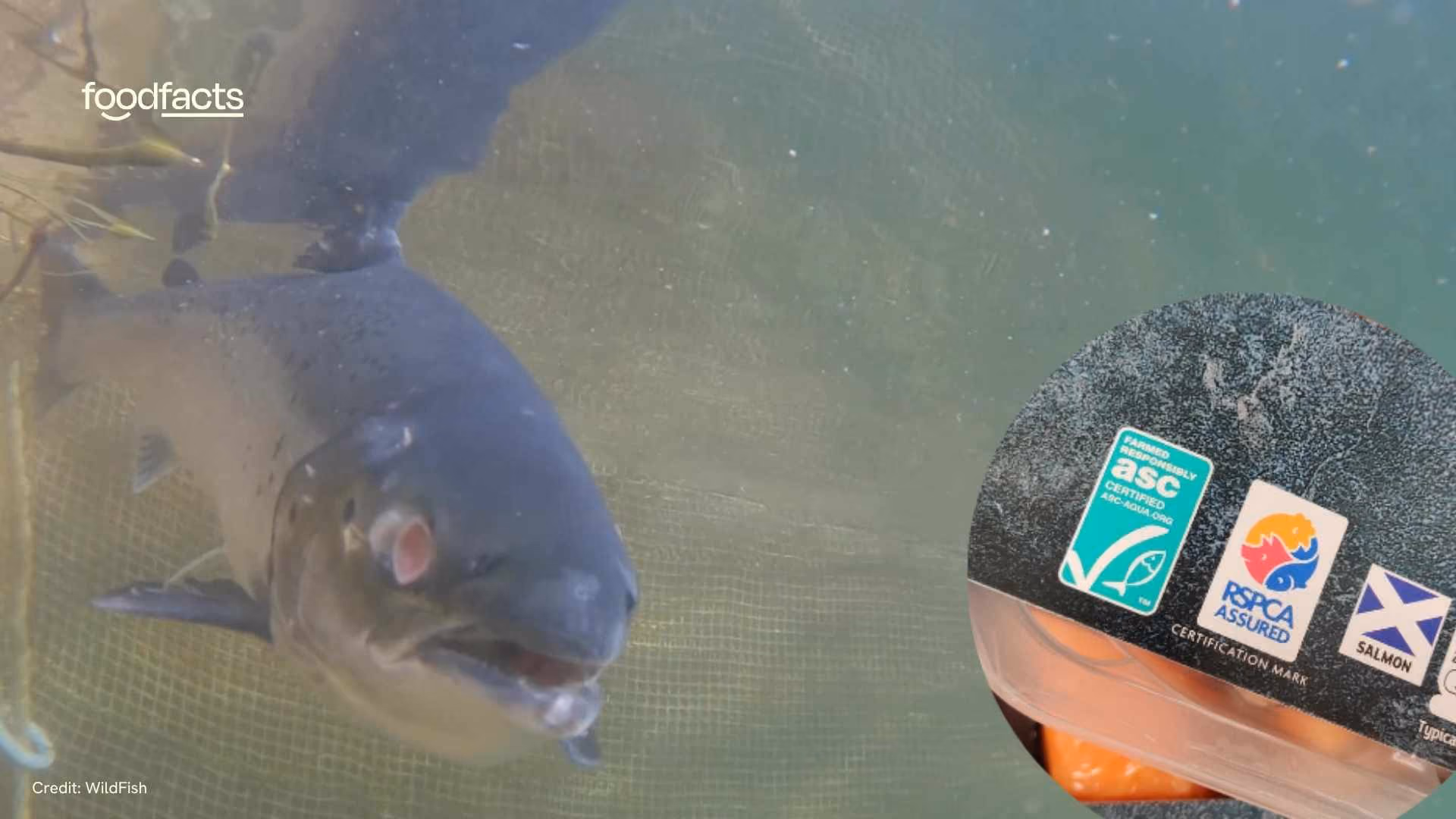 A salmon swims in a dirty barren fish farm