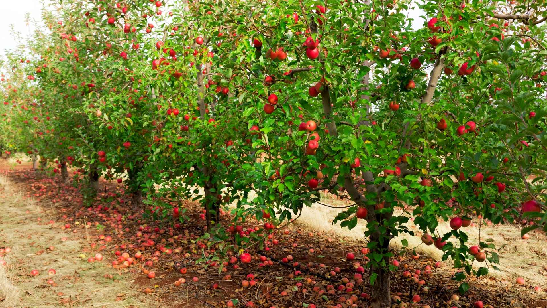 Apples grow in an apple farm