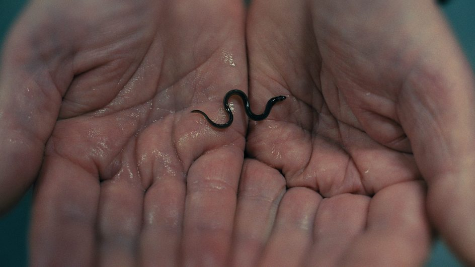Someone holds a baby eel