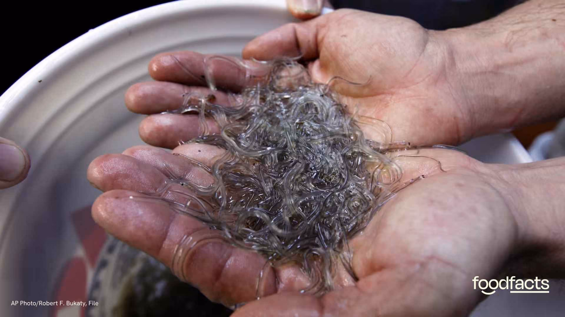 A person holds baby "glass eels" 