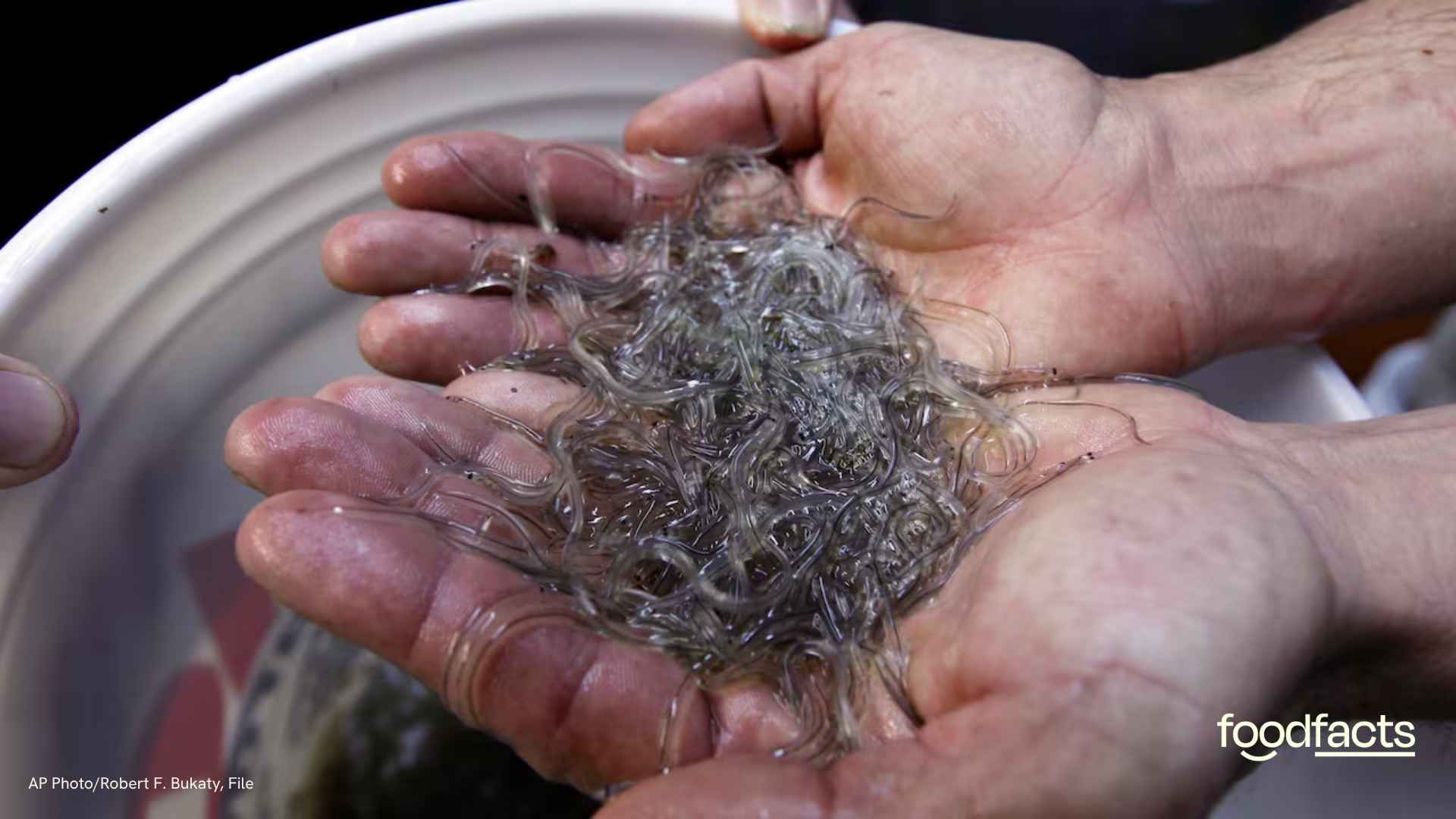 A person holds baby "glass eels"