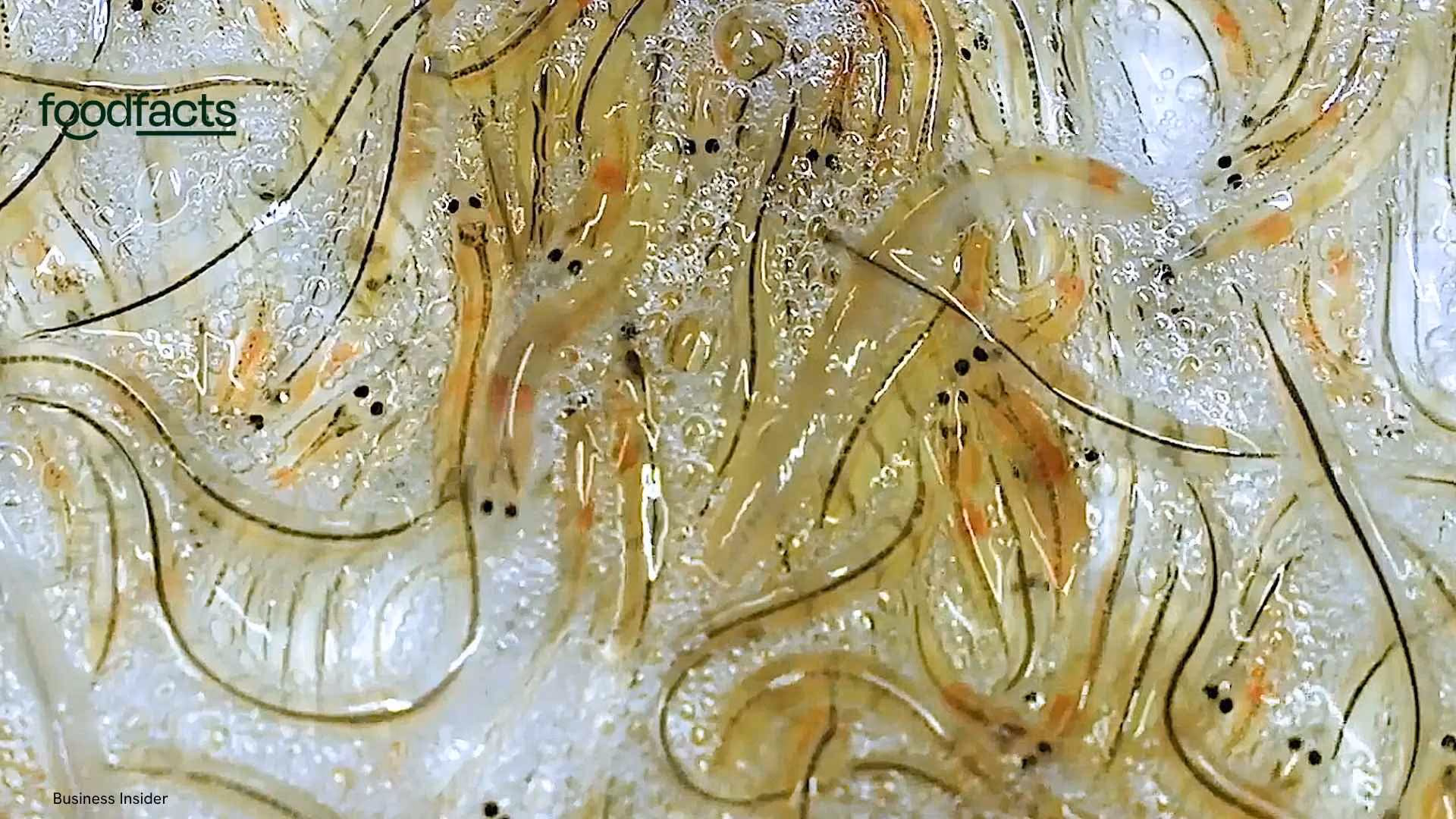 A person holds baby "glass eels" 