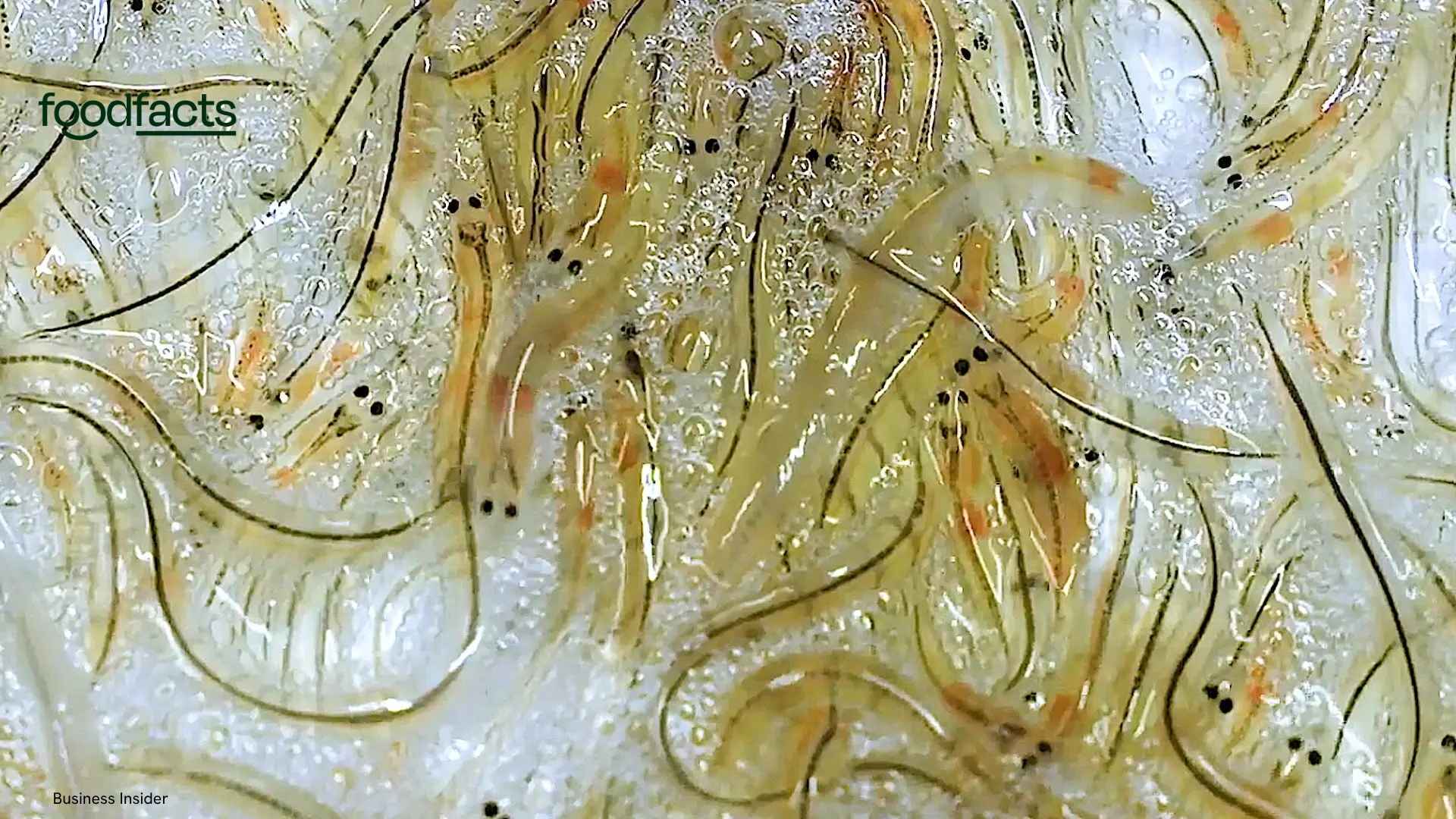 A person holds baby "glass eels" 