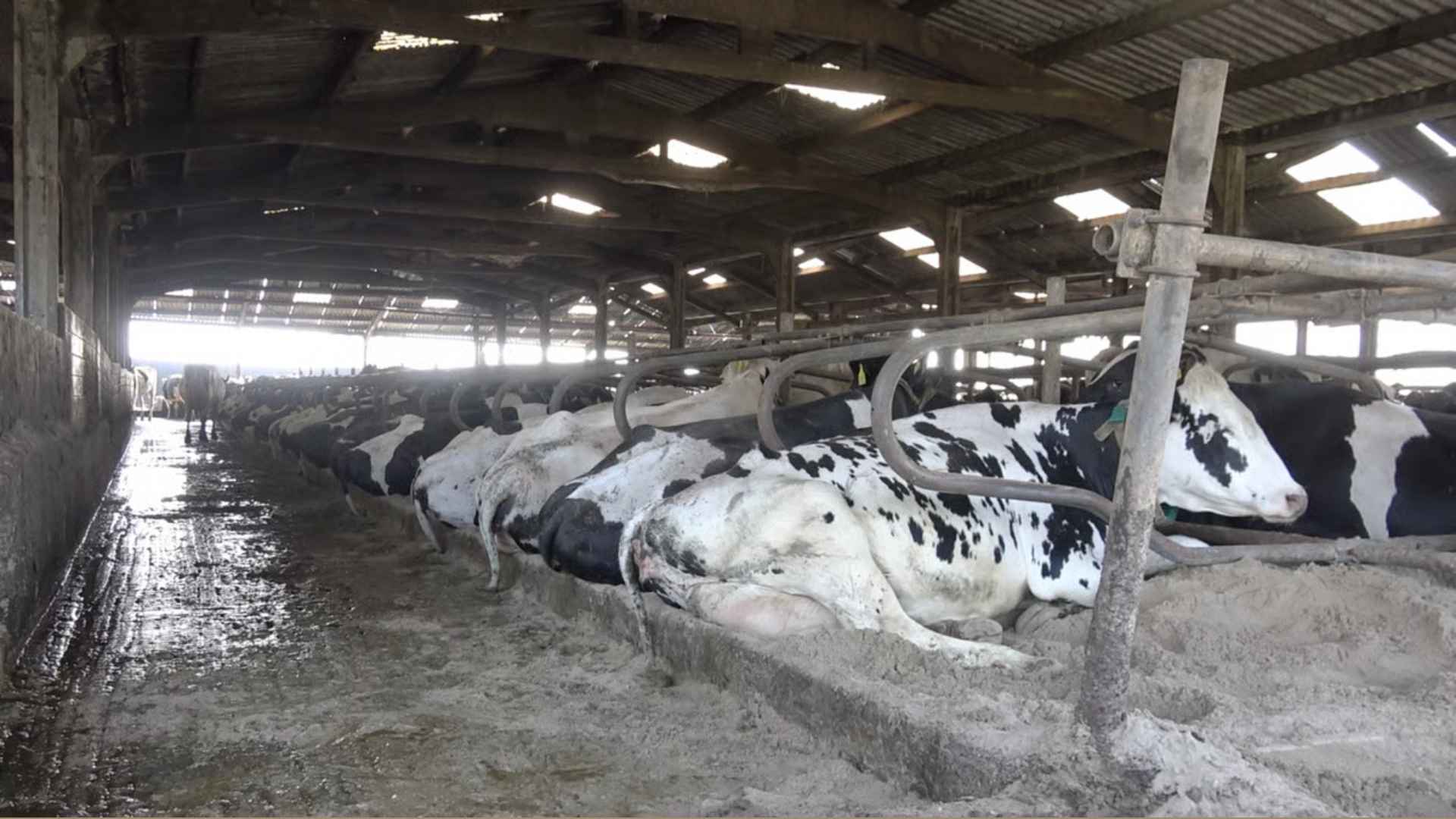 Hundreds of cows are kept indoors in pens with concrete floors