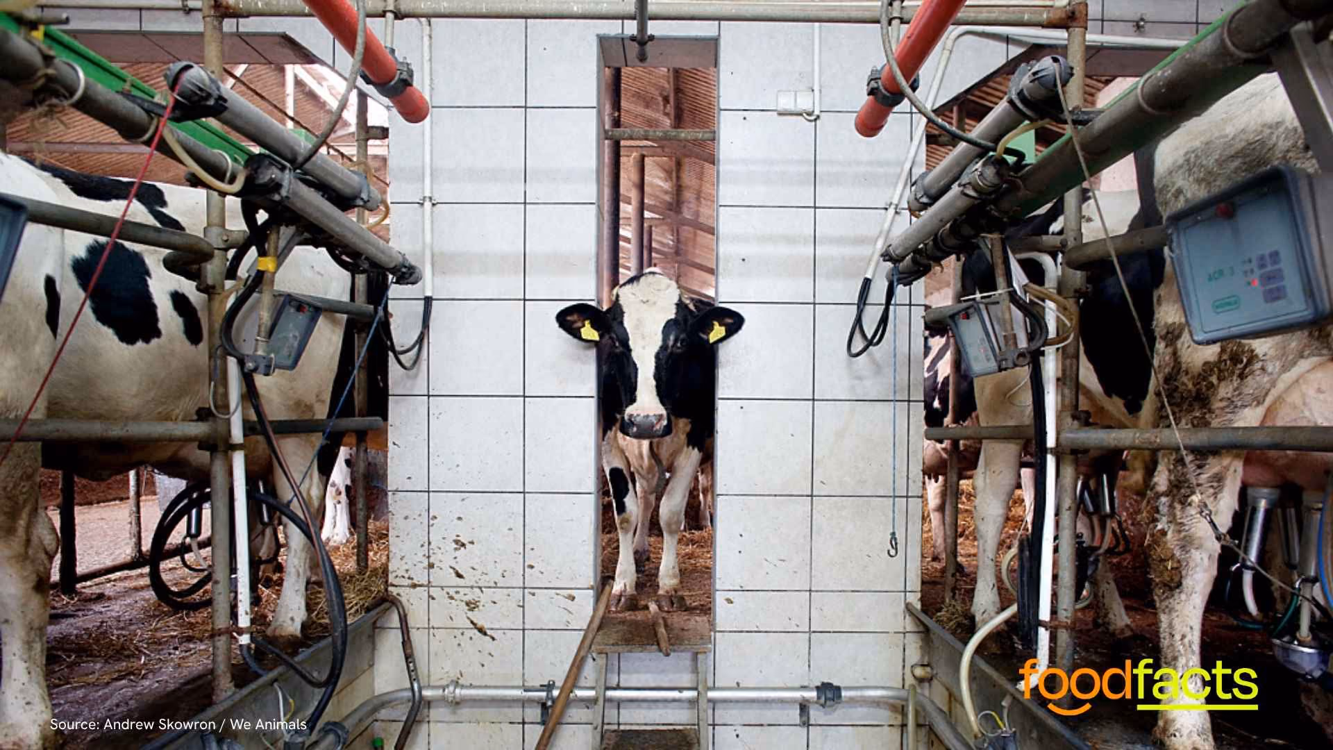 Thousands of cows are kept in cramped conditions in UK farms