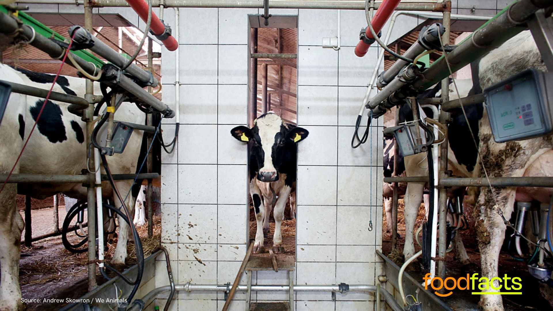 Thousands of cows are kept in cramped conditions in UK farms
