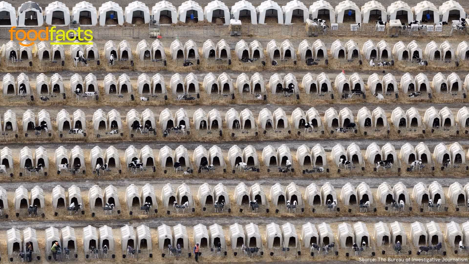 Thousands of cows are kept in cramped conditions in UK farms