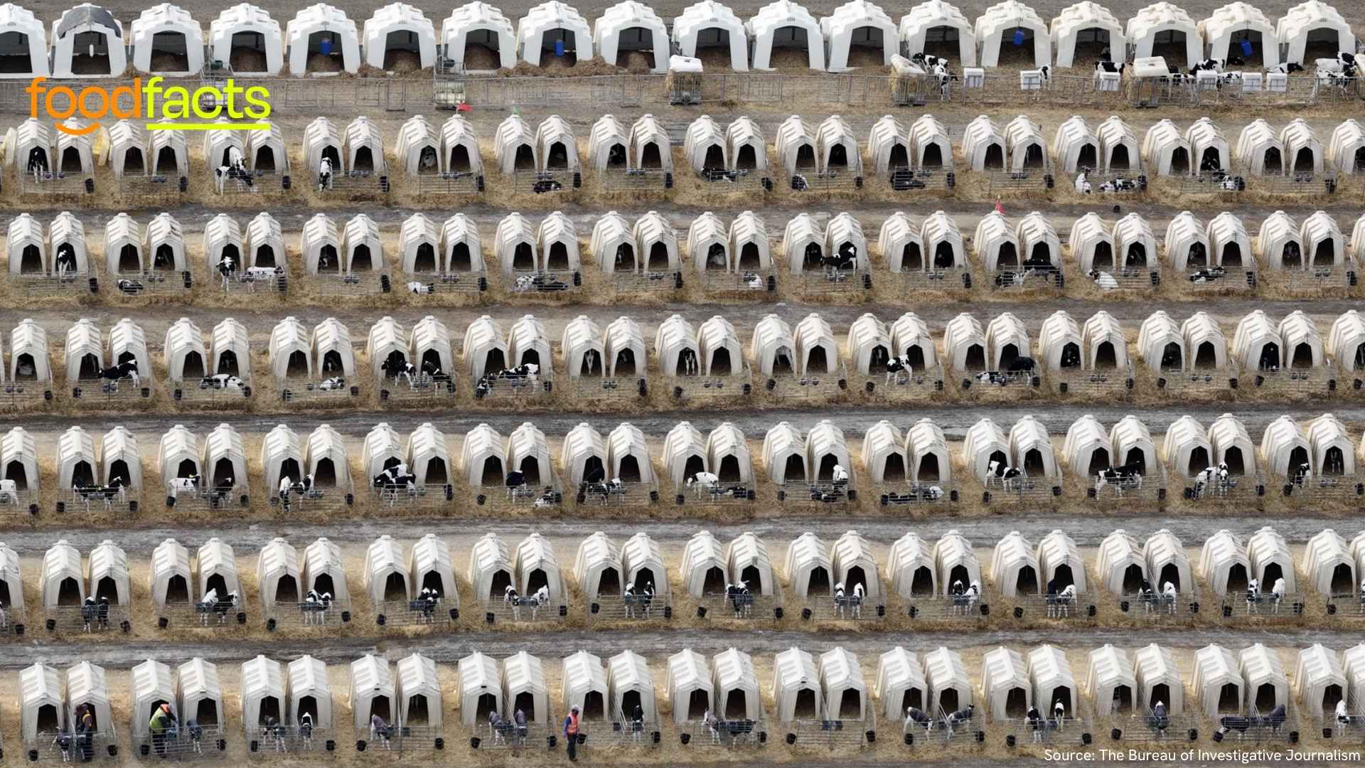 Thousands of cows are kept in cramped conditions in UK farms