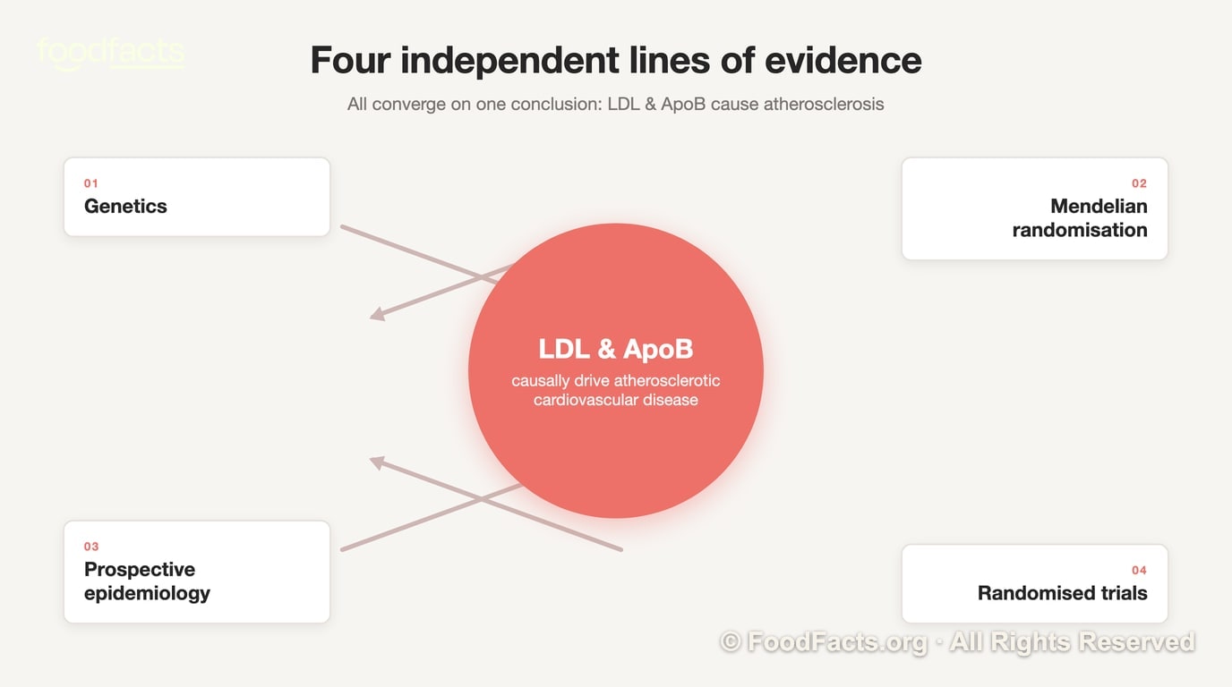Four independent lines of evidence — genetics, Mendelian randomisation, prospective epidemiology and randomised trials — converging on the conclusion that LDL and ApoB cause atherosclerosis.