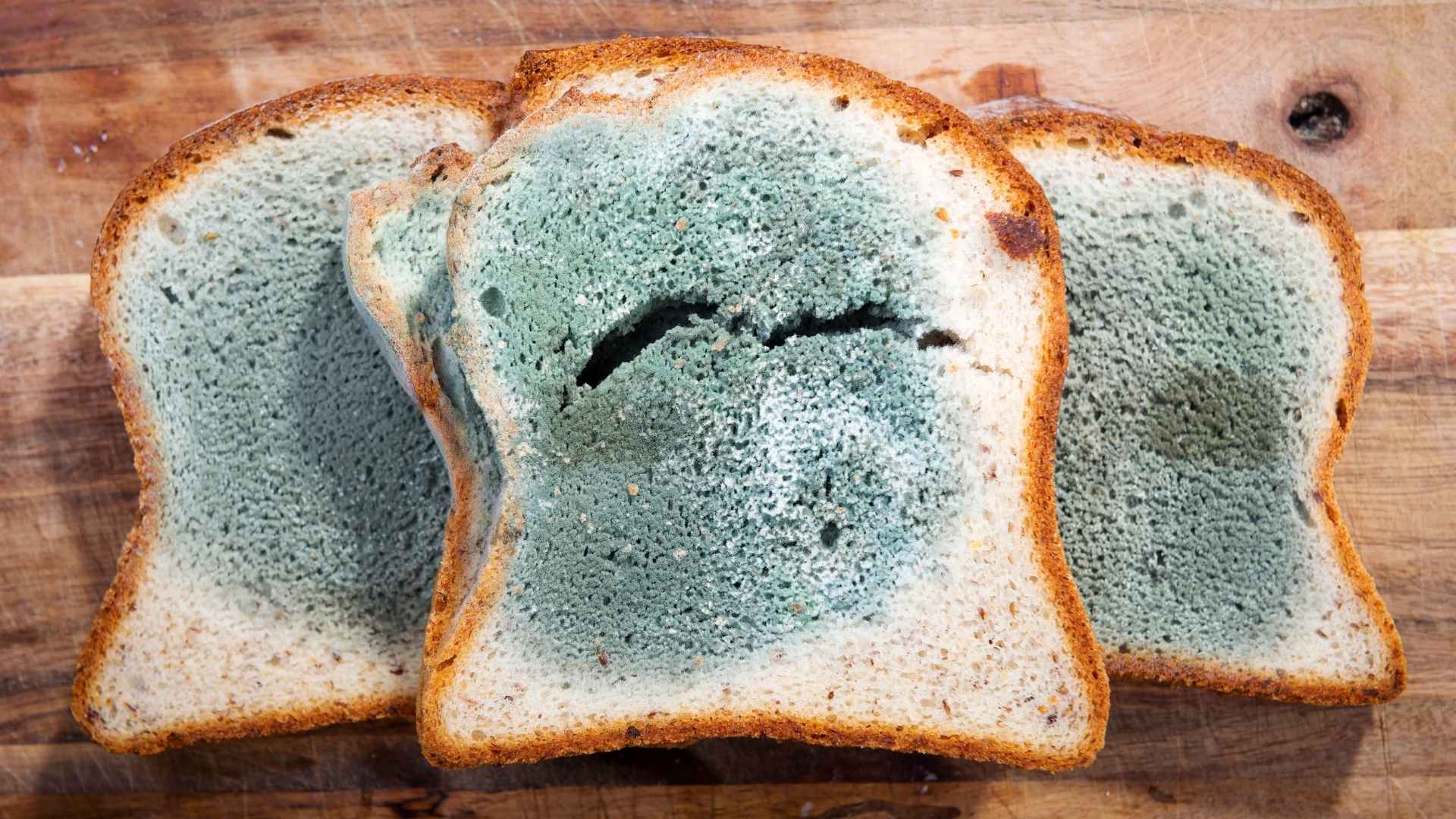 Moldy bread