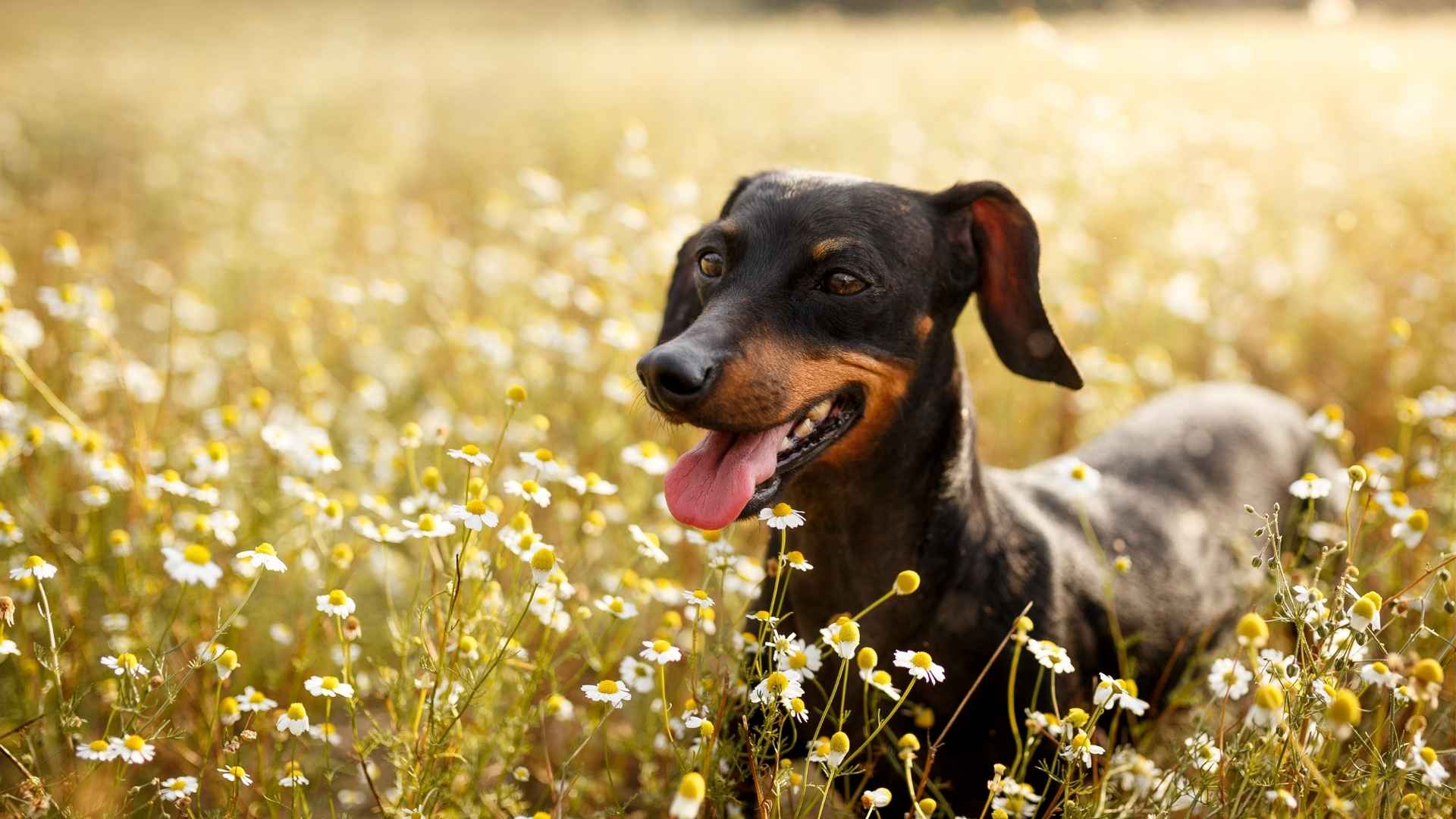 A dog in a field