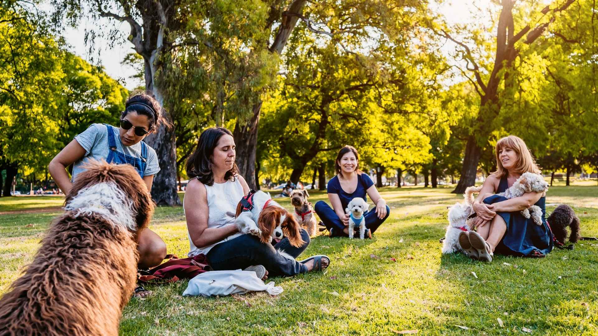 A group of people sit in a park with their dogs