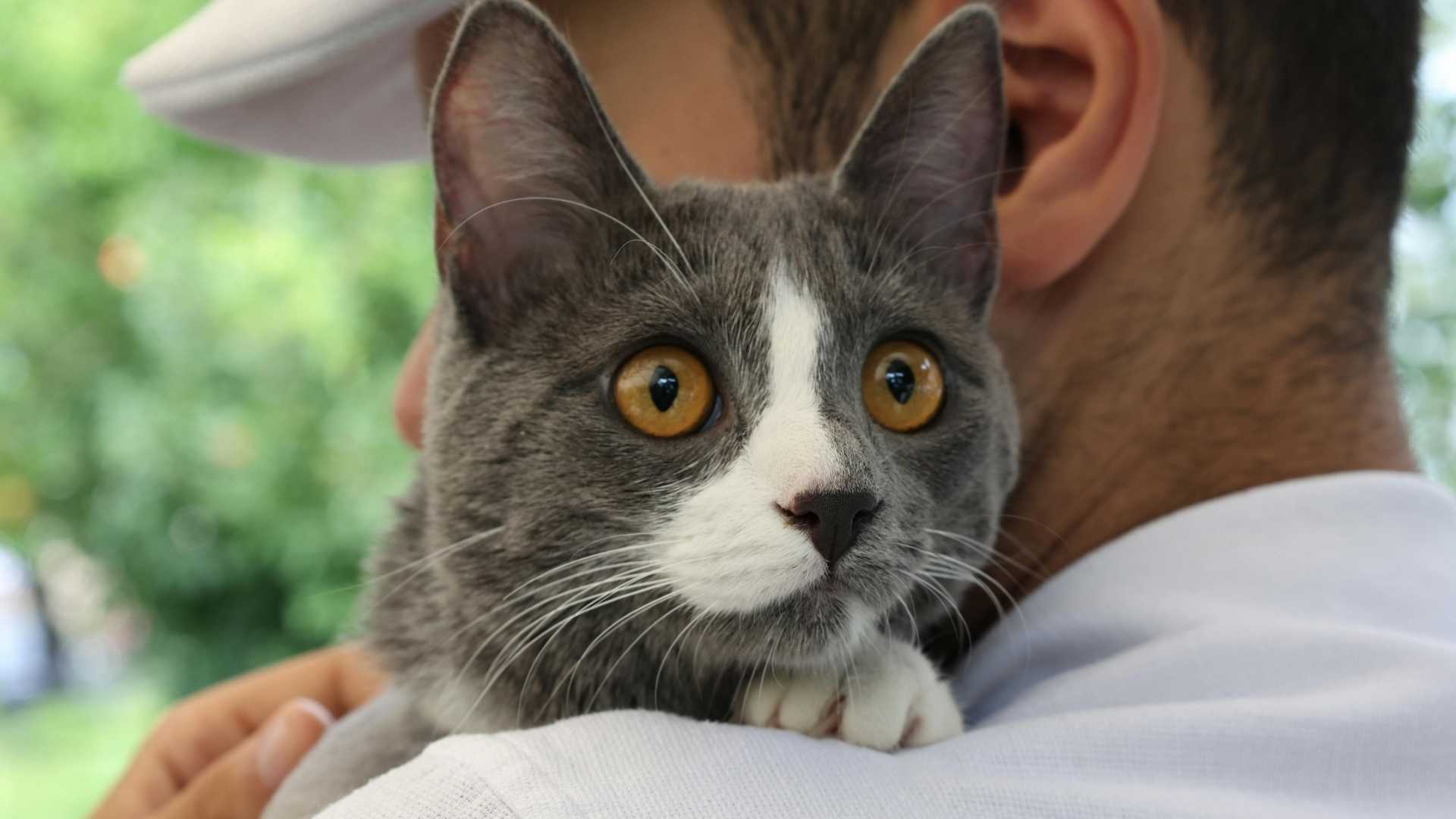 A person holds their cat