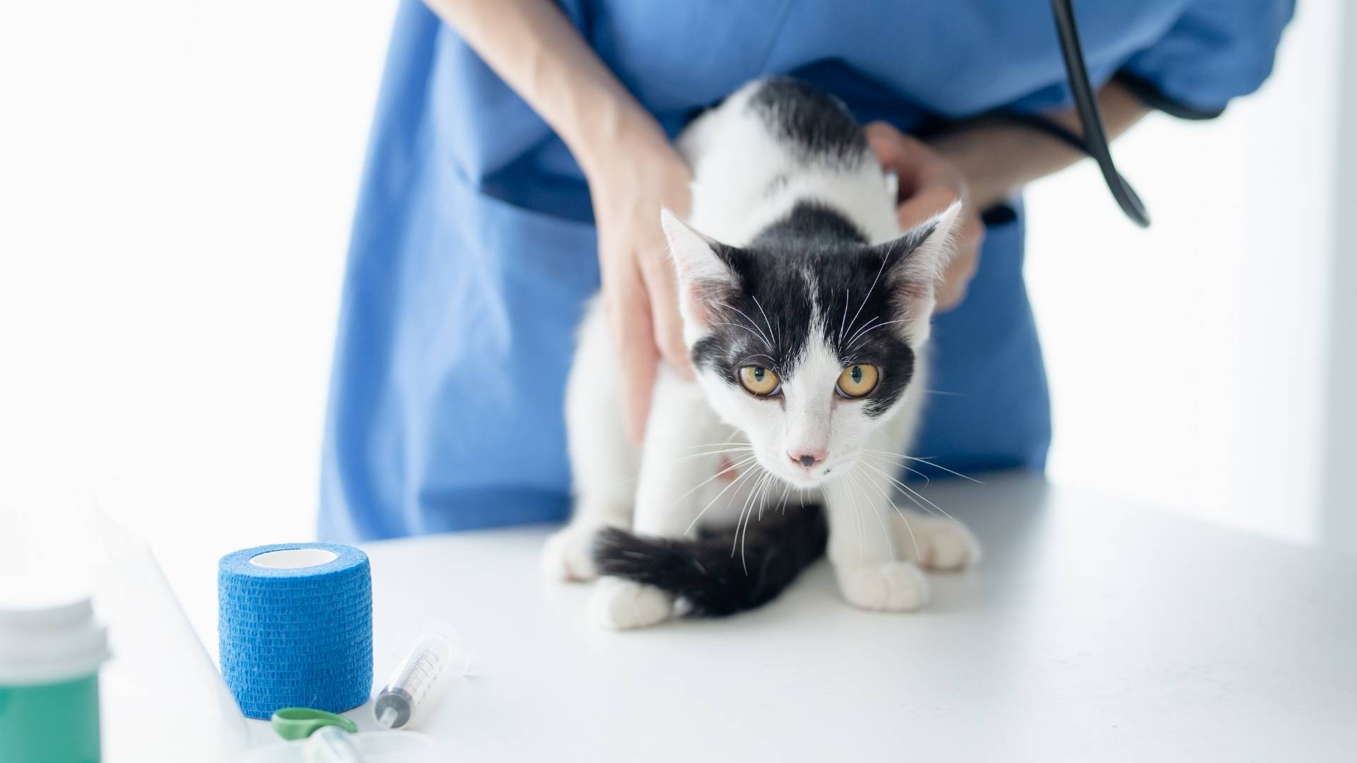 A vet holds a cat