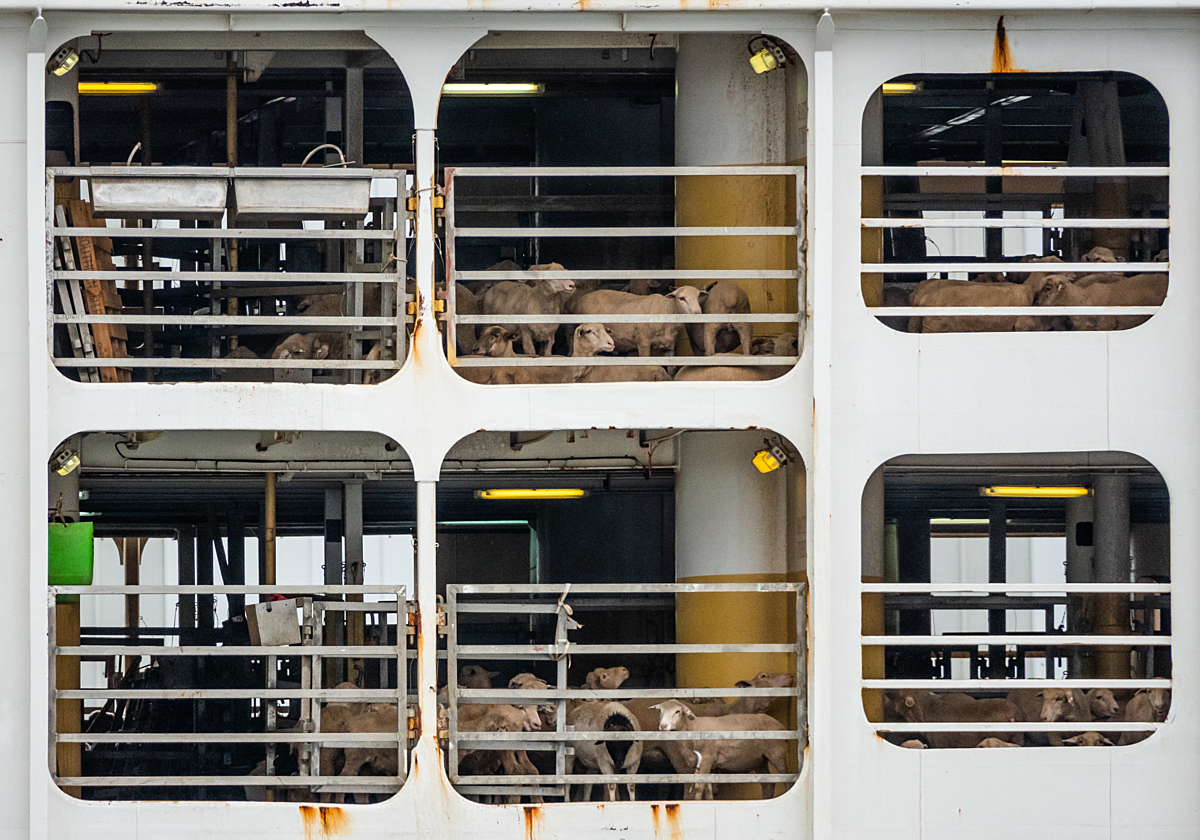 Sheep are transported on a large boat