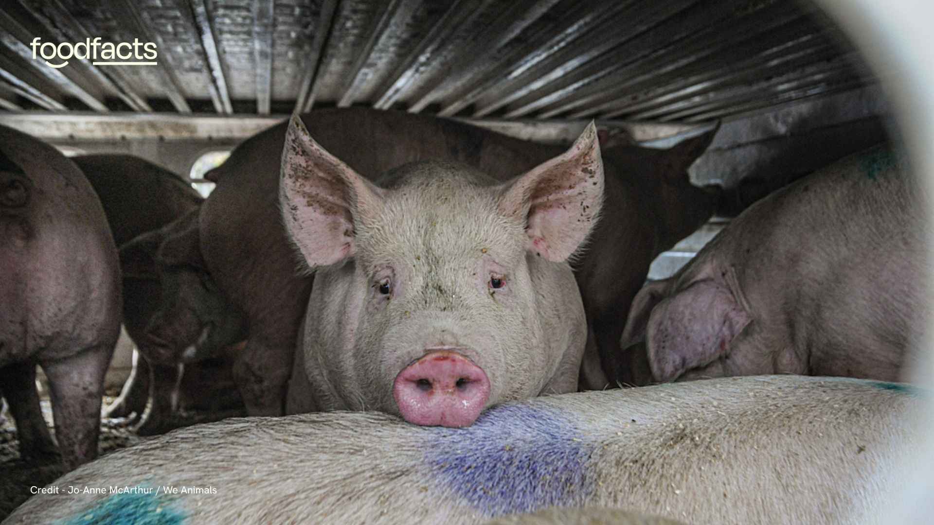 Animals suffer in the heat in crowded transport trucks