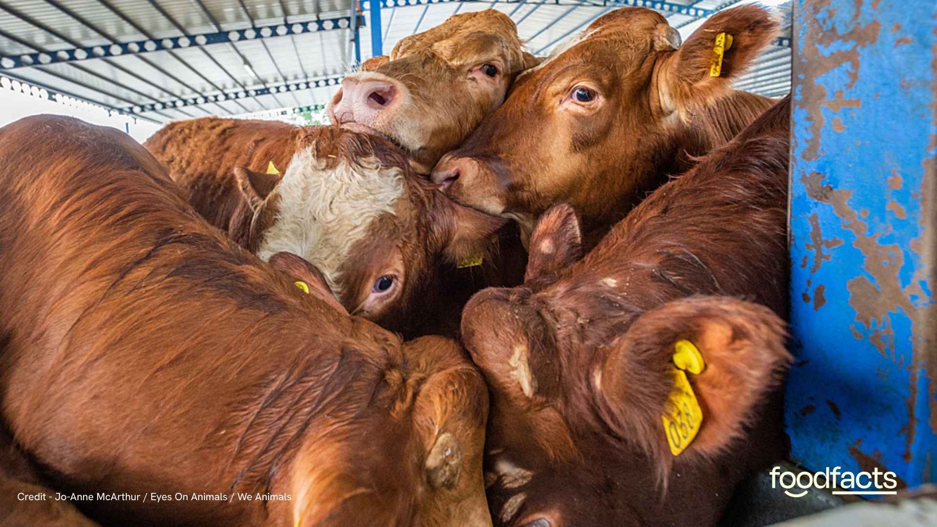 Animals suffer in the heat in crowded transport trucks