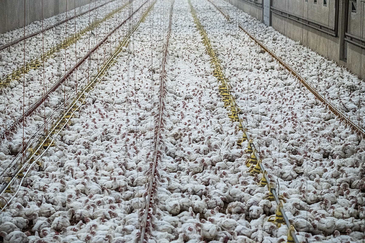 A massive broiler chicken shed