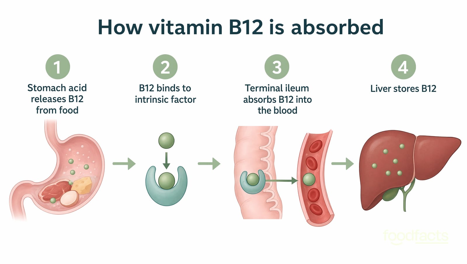 A diagram showing how vitamin B12 is absorbed: stomach acid releases B12 from food, B12 binds to intrinsic factor, the terminal ileum absorbs it into the blood, and the liver stores it