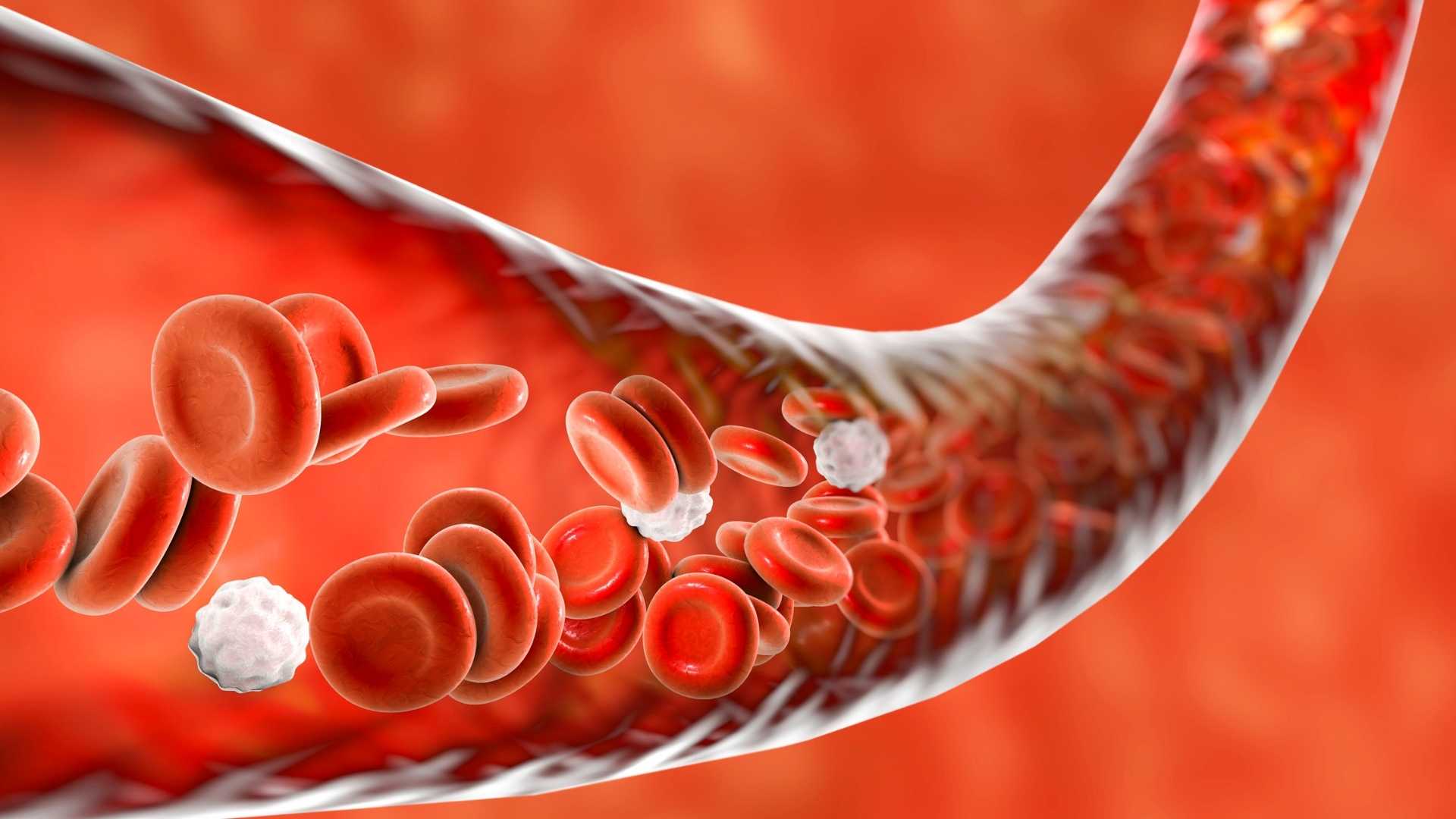blood vessels