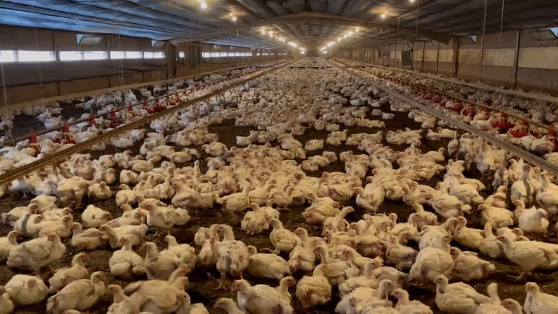 Chickens inside an intensive broiler barn at a farm supplying Costco. Credit: Mercy For Animals