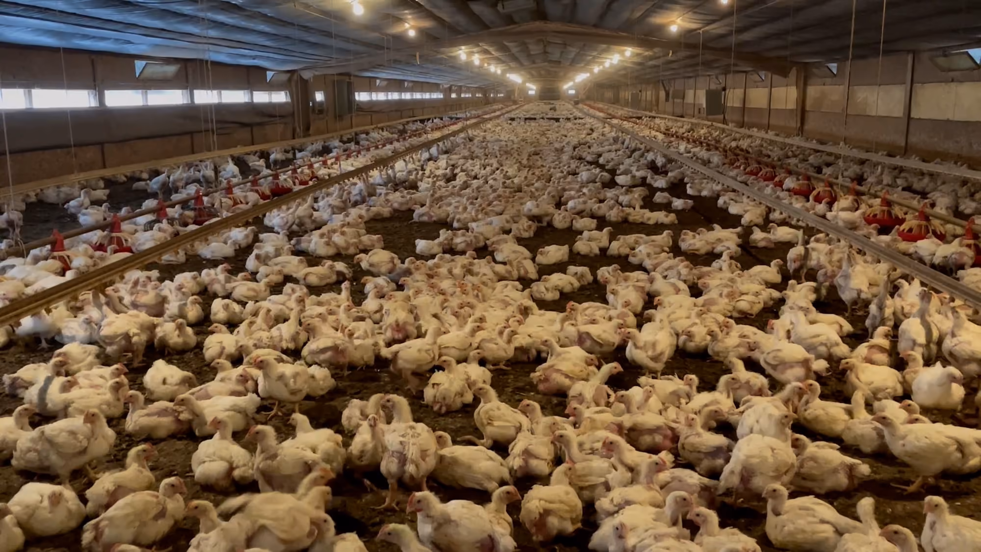 Chickens inside an intensive broiler barn at a farm supplying Costco. Credit: Mercy For Animals