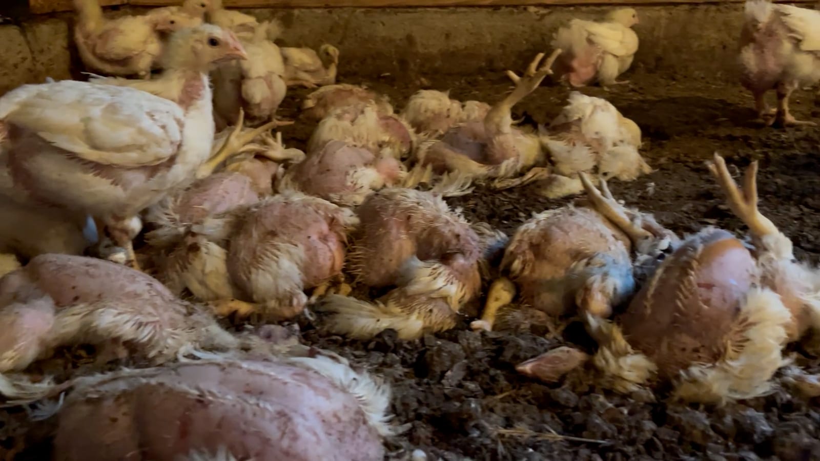Chickens in a crowded broiler barn