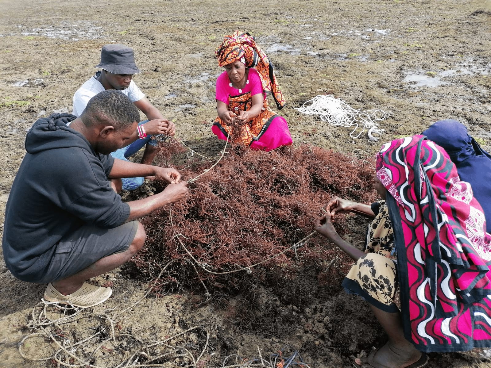 A group of people harvest seaweed from a net