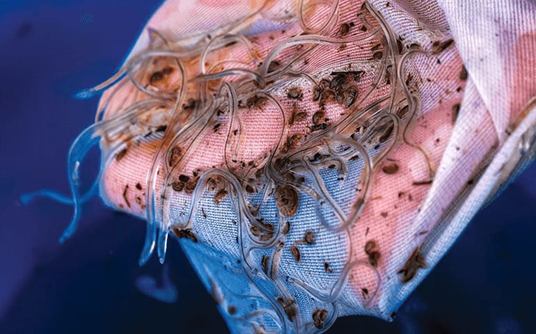 Glass eels are caught in a fine net
