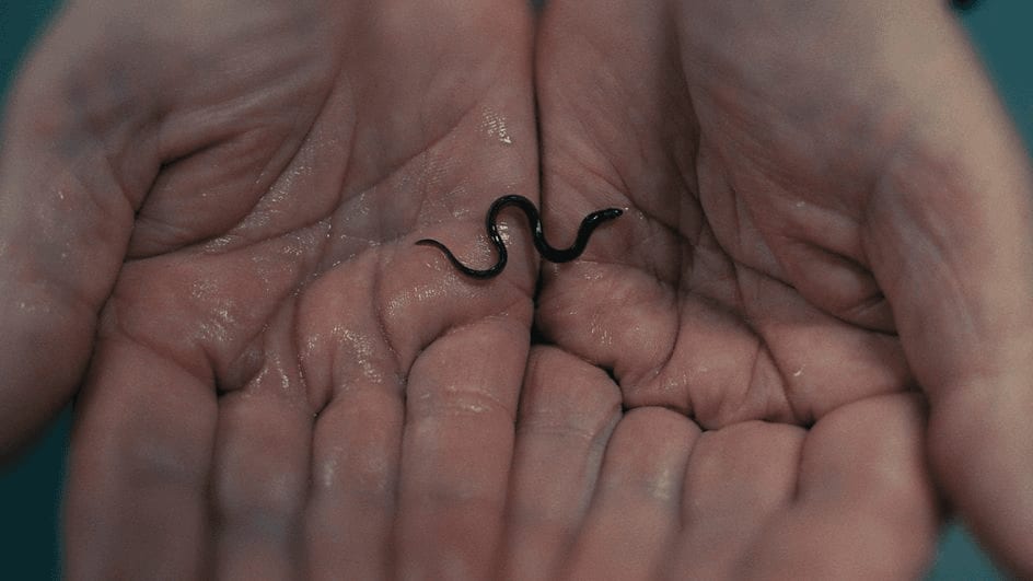 Someone holds a baby eel