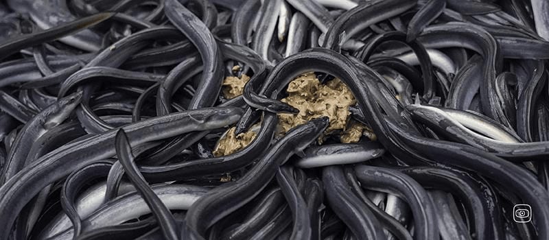 A pile of adult, black eels