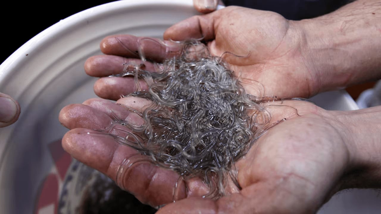 An eel farmer holds a handful of glass eels
