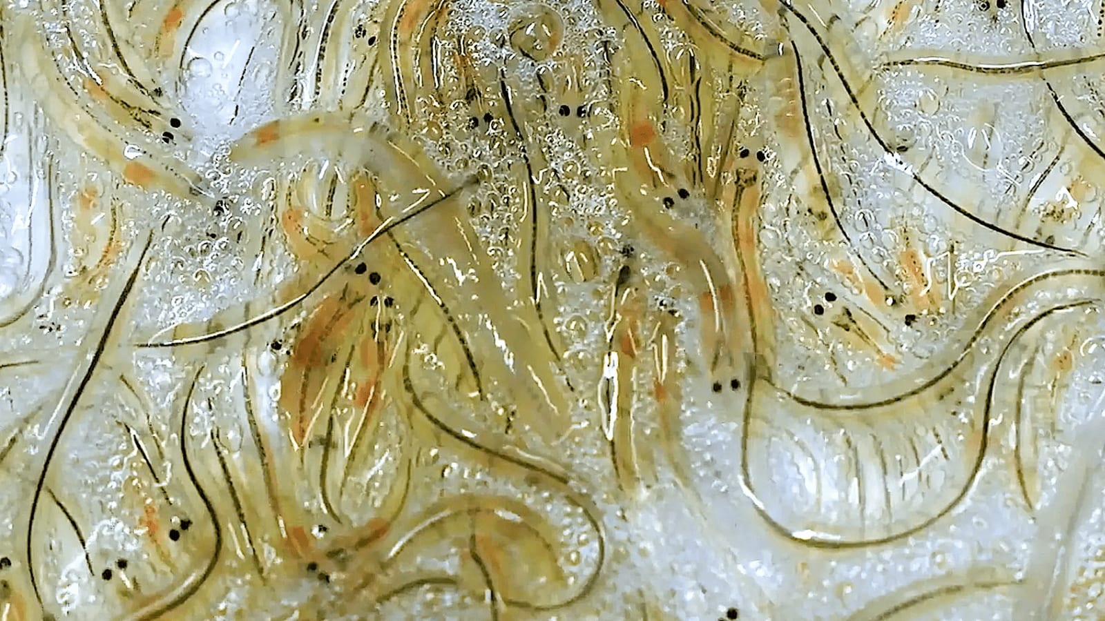 A zoomed in image of glass eels